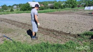 Мотоблок Агат. Прополка картофеля сезон 2026.