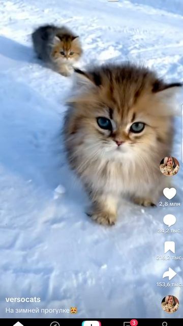 мои котята смотреть онлайн