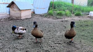 Ряска для подсадных уток
