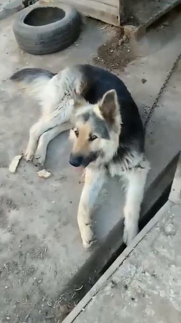 Уфа, Башкирия
Попали в отлов вот  такие собаки!😰Добрые и ласковые 
Пожалуйста, сделайте репост🙏