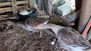 Воскресенье получилось не выходным☝️ Гуси 🪿 защищают, утки 🦆 рыжий кот Фокс 🐱 пёс Ева 🐈