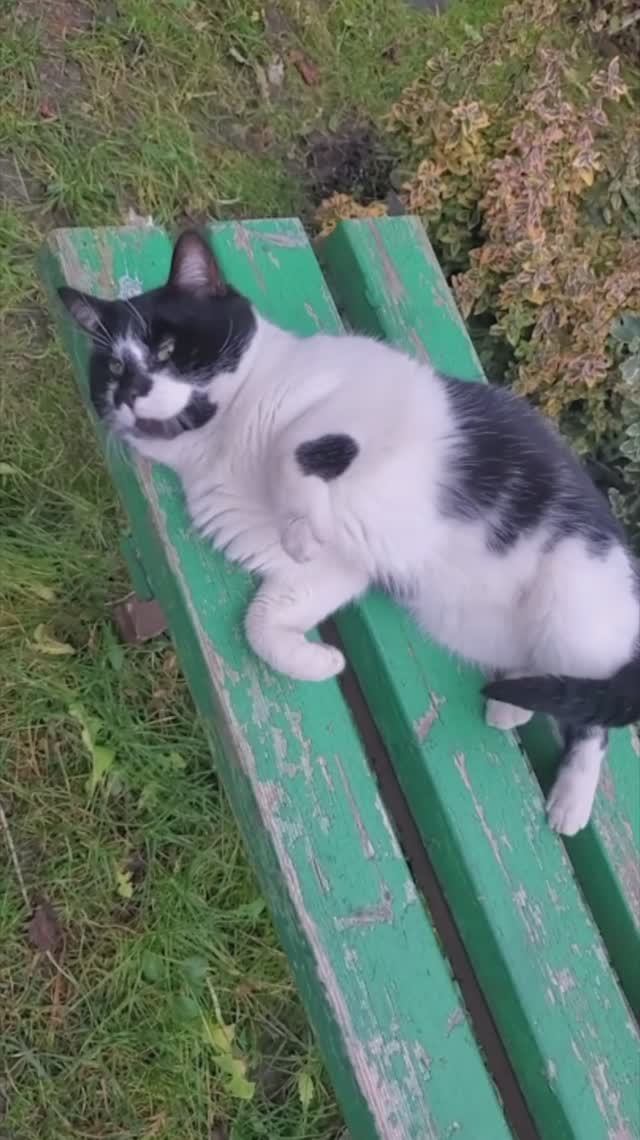 Ласковые котики, нежатся на скамейке ...