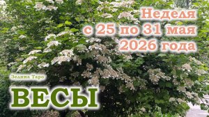 ВЕСЫ | ТАРО прогноз на неделю с 25 по 31 мая 2026 года