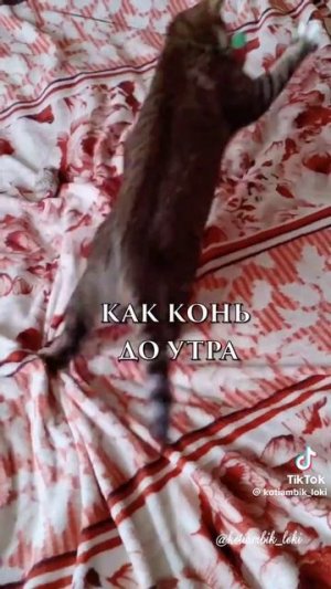 тыгыдычю на всю