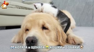 Котята и щенята 🐈🐶 Кошки и собаки 🤗 Про животных (26)