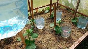 Капельный полив своими руками без затрат из пластиковых бутылок и ушных палочек для огорода теплицы