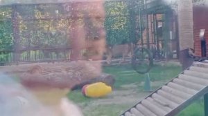 QSAU3767- 23.05.2026-Видео от Ивана