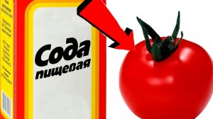 СОДА -спасатель вашего огорода! Пищевая сода подкормка для огурцов, томатов и других растений!