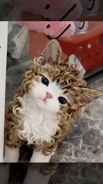 Чудо кудрявенькое 🥰🤗