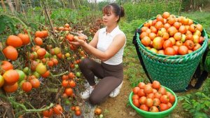 Сбор урожая помидоров и овощей для продажи на рынке. Фуонг. Жизнь во Вьетнаме