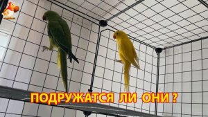 Первое знакомство ожереловых попугаев – к зелёному привезли жёлтого (2)