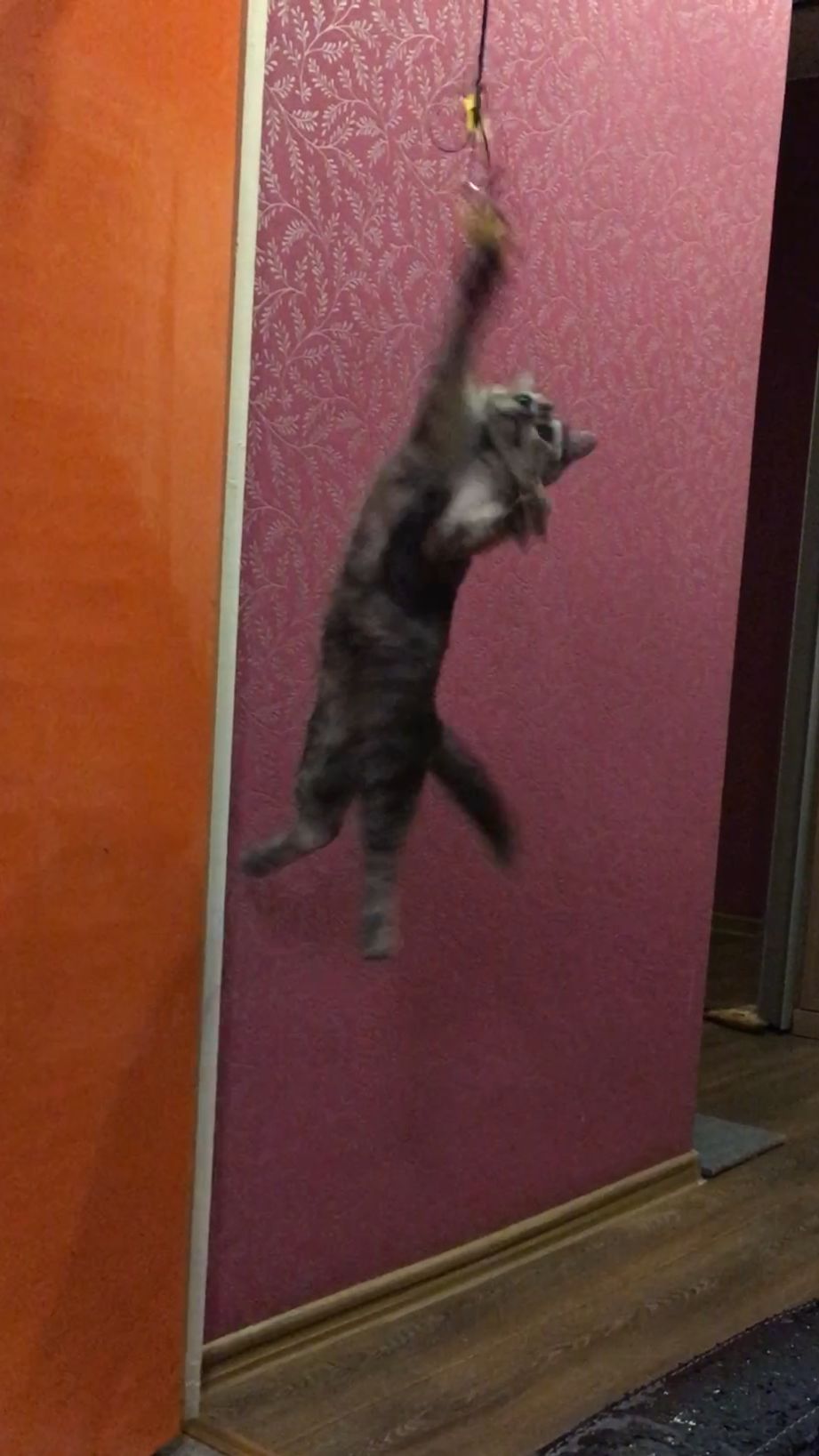Прыг-скок! 🐈⬛