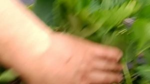 Клубника начинает созревать , скоро наедимся ягоды, лучшие кусты!
