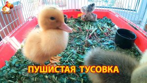 2 утёнка, 2 цыплёнка и гусёнок устроили милейшую тусовку на ботве редиса (1)