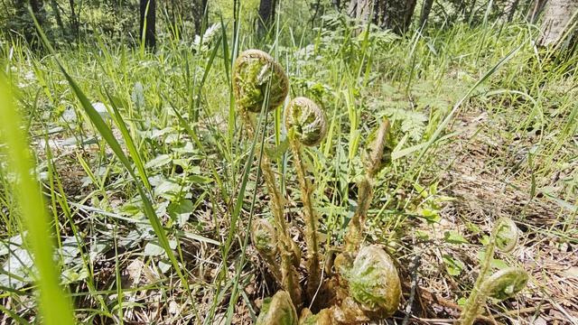 Папоротник распускается смотреть онлайн