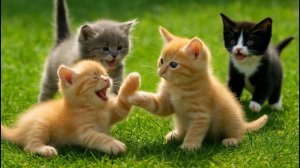 Красивые котята играют на траве 🐱 # Милые звуки кошек и расслабляющие видео о кошках