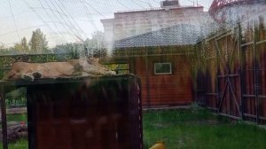 RPVI3878- 23.05.2026-Видео от Ивана