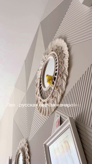 Русская певчая канарейка Лео или проще Лёня