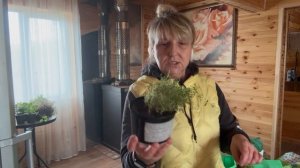 Рассада цветов 🌺🌺🌺,холодно и дождь когда всё сажать 😱😱😱