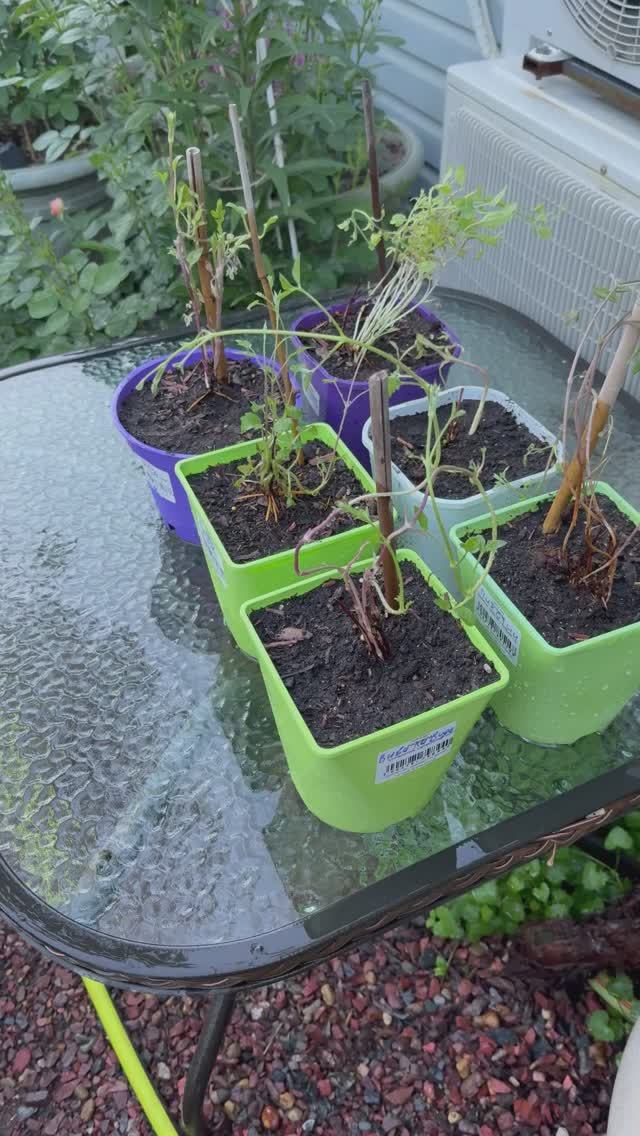 Молодые клематисы🌿 смотреть онлайн