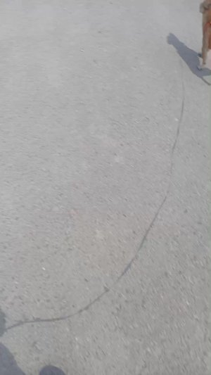р