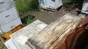 Метод Горулько А. И. в борьбе с клещом ТРОПИ.  Шаг 3.   24 мая.