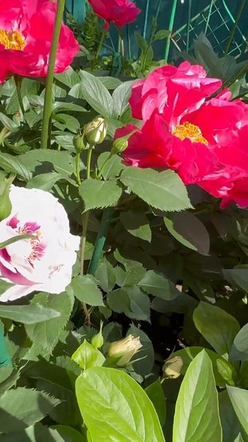 Время пионов🕊️🌺🕊️🌺🕊️🌺🕊️Паула Фэй и Вайт Грэйс🕊️