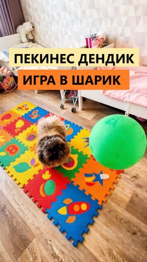Пекинес Дендик игра в шарик