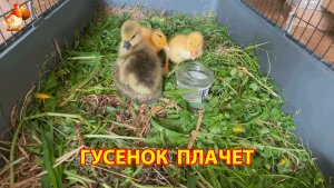 Три птенца с птичьего рынка – утята и гусёнок осваиваются в новом доме (2)