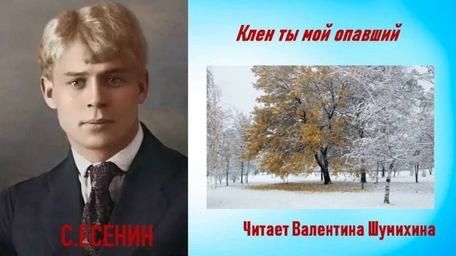 С.Есенин "Клен ты мой опавший..." Читает Валентина Шумихина.