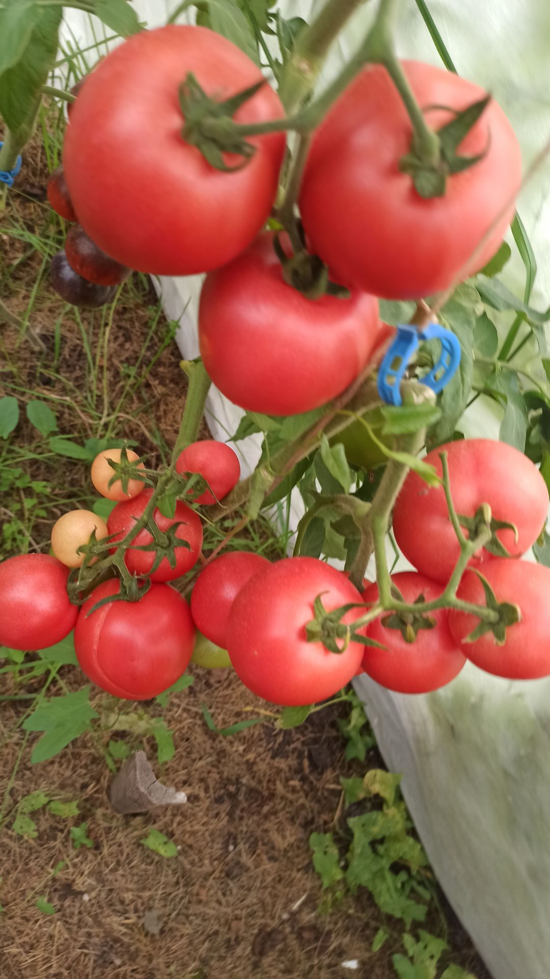 128 Как повысить плодородие почвы #огород #плодородиепочвы #чтовнести #удобрения #shorts