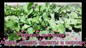 Редиска поспела - можно готовить окрошку и салаты