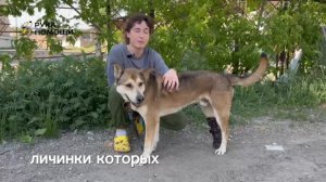 Бархан - пес с протезом и большим желанием жить