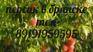 Курчавость на персике .