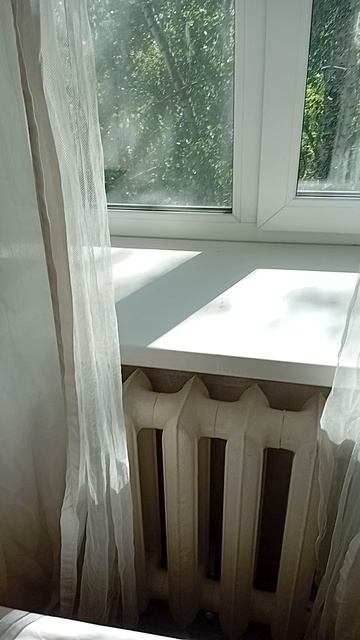 Котик на окне, 23 мая 2026.
