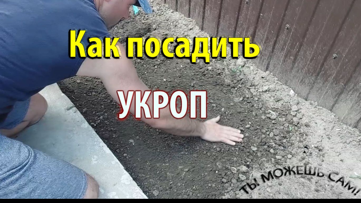Как посадить УКРОП в открытый грунт семенами