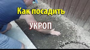Как посадить УКРОП в открытый грунт семенами