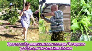 Град прошёл, подсчитываем потери. Что нужно удобрять, а что оставить в покое