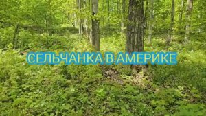 ИДУ В ЛЕС СОБИРАТЬ ЦЕЛЕБНЫЕ РАСТЕНИЯ