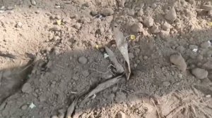 Грунт с надгробиями, одеждой с мертвецов и крестами привезли для благоустройства столичного района Ч