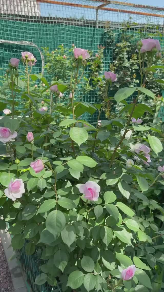 Оливия роуз, первая 🌸 смотреть онлайн