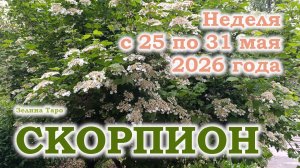 СКОРПИОН | ТАРО прогноз на неделю с 25 по 31 мая 2026 года