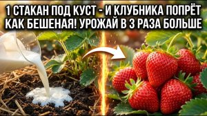 КЛУБНИКА БУДЕТ РАЗМЕРОМ С ЛАДОНЬ — СДЕЛАЙ ЭТО ОДИН РАЗ!