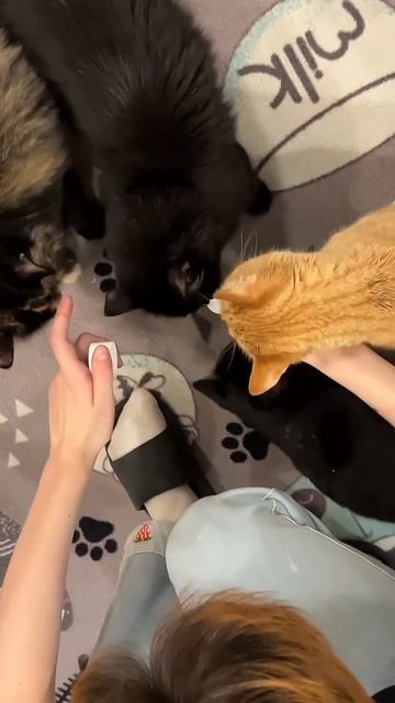 А ты был в котокафе?🐈