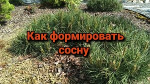 Как формировать сосну.