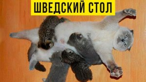 ШВЕДСКИЙ СТОЛ))) Приколы с котами