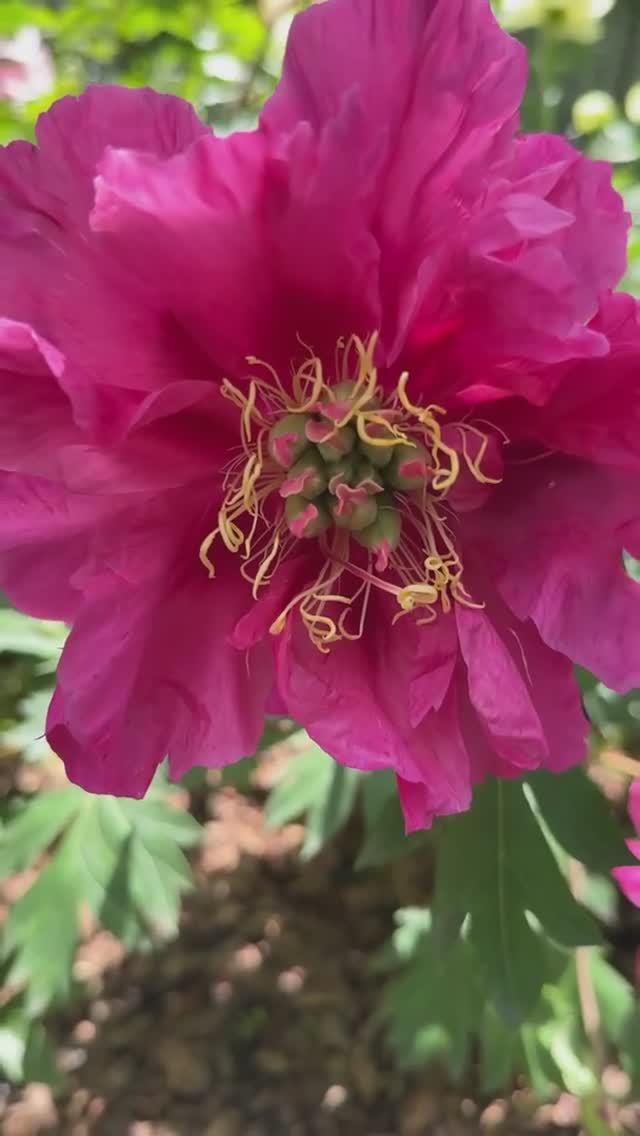 Пионовое настроение в саду🌺✨🌸✨🌼 смотреть онлайн