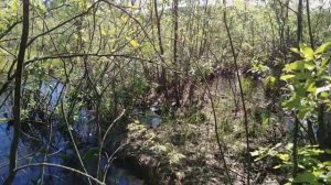 Сквозь «джунгли» к бобровой хате