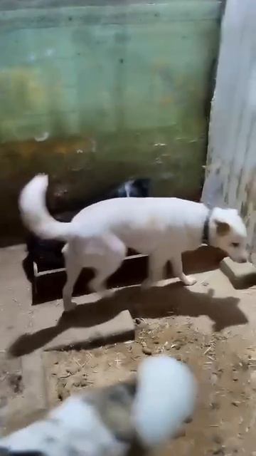 Уфа, Башкирия
Попали в отлов вот  такие собаки!😰Добрые и ласковые 
Пожалуйста, сделайте репост🙏