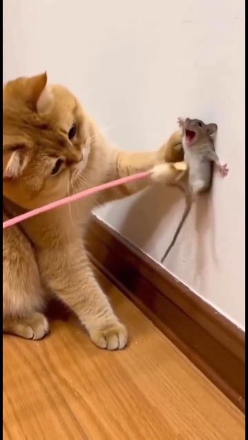 Котики смотреть онлайн